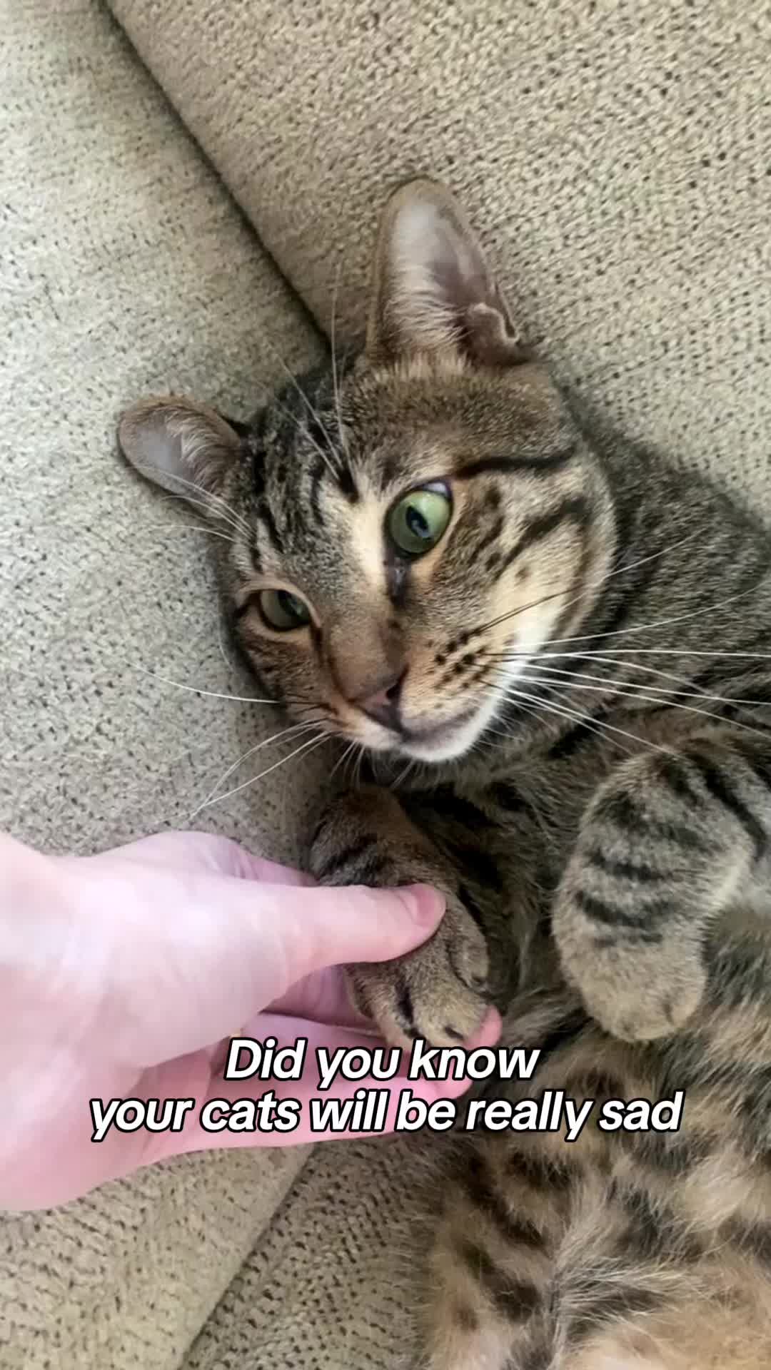 @Cat Tigrous