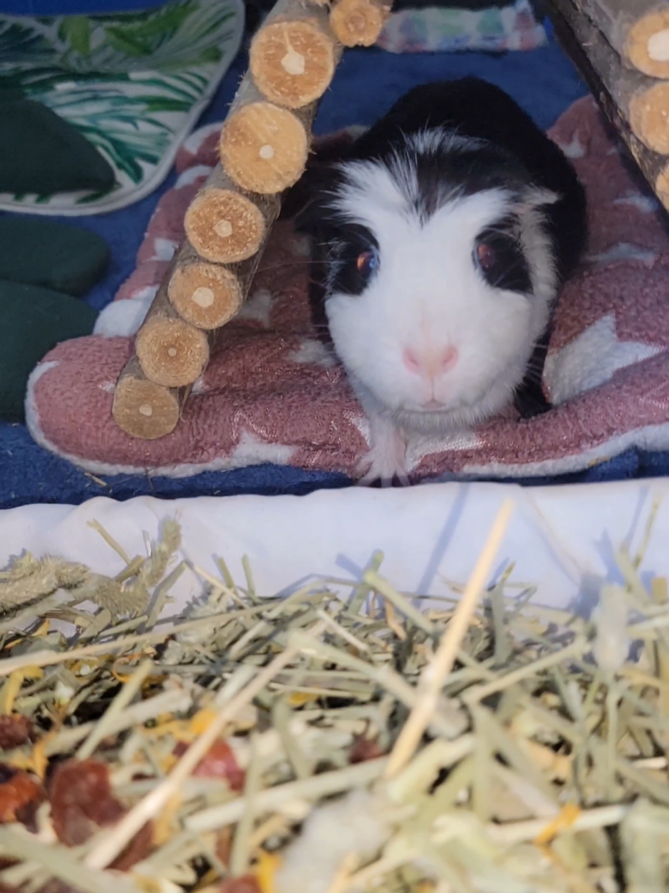 @Dunkin & Donut the guinea pigs