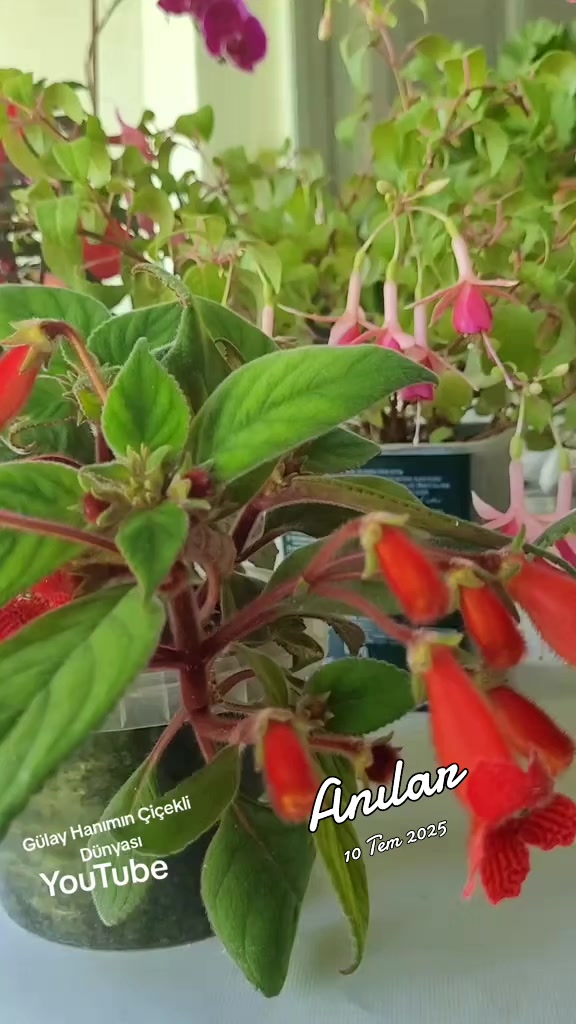 @Gülay Hanımın Çiçekli Dünyası