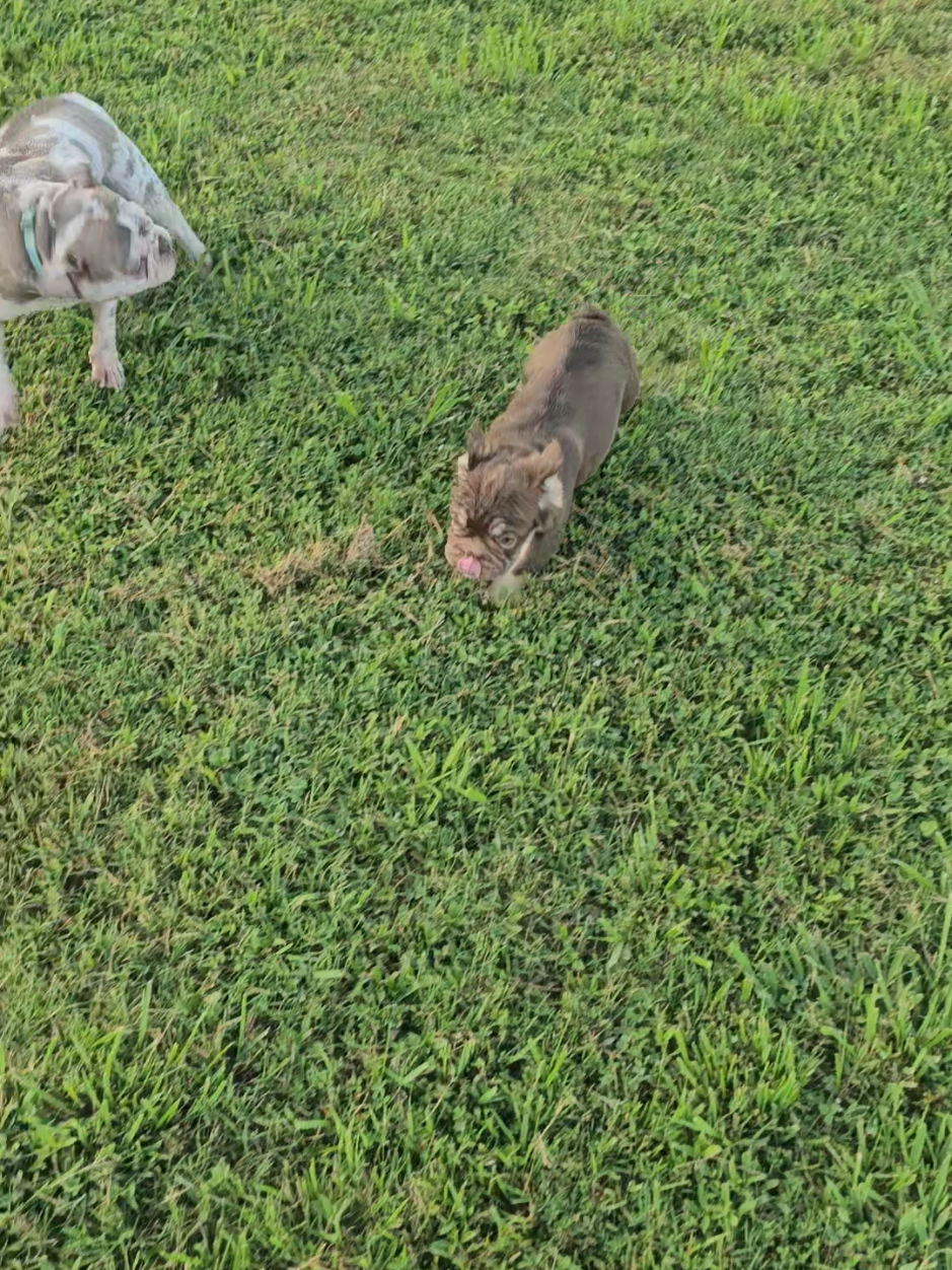 @Diamond State French Bulldogs