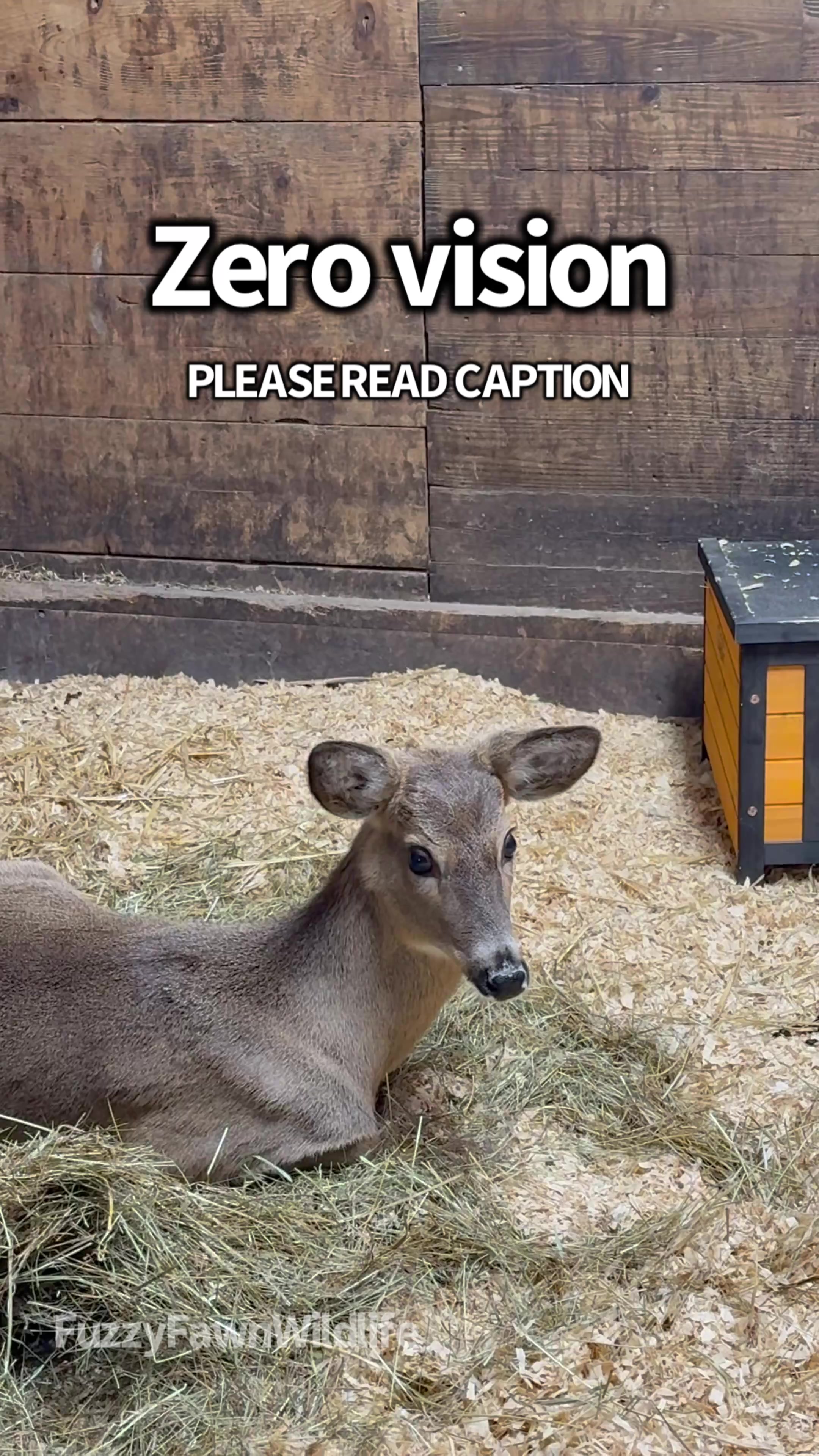 @Fuzzy Fawn Wildlife