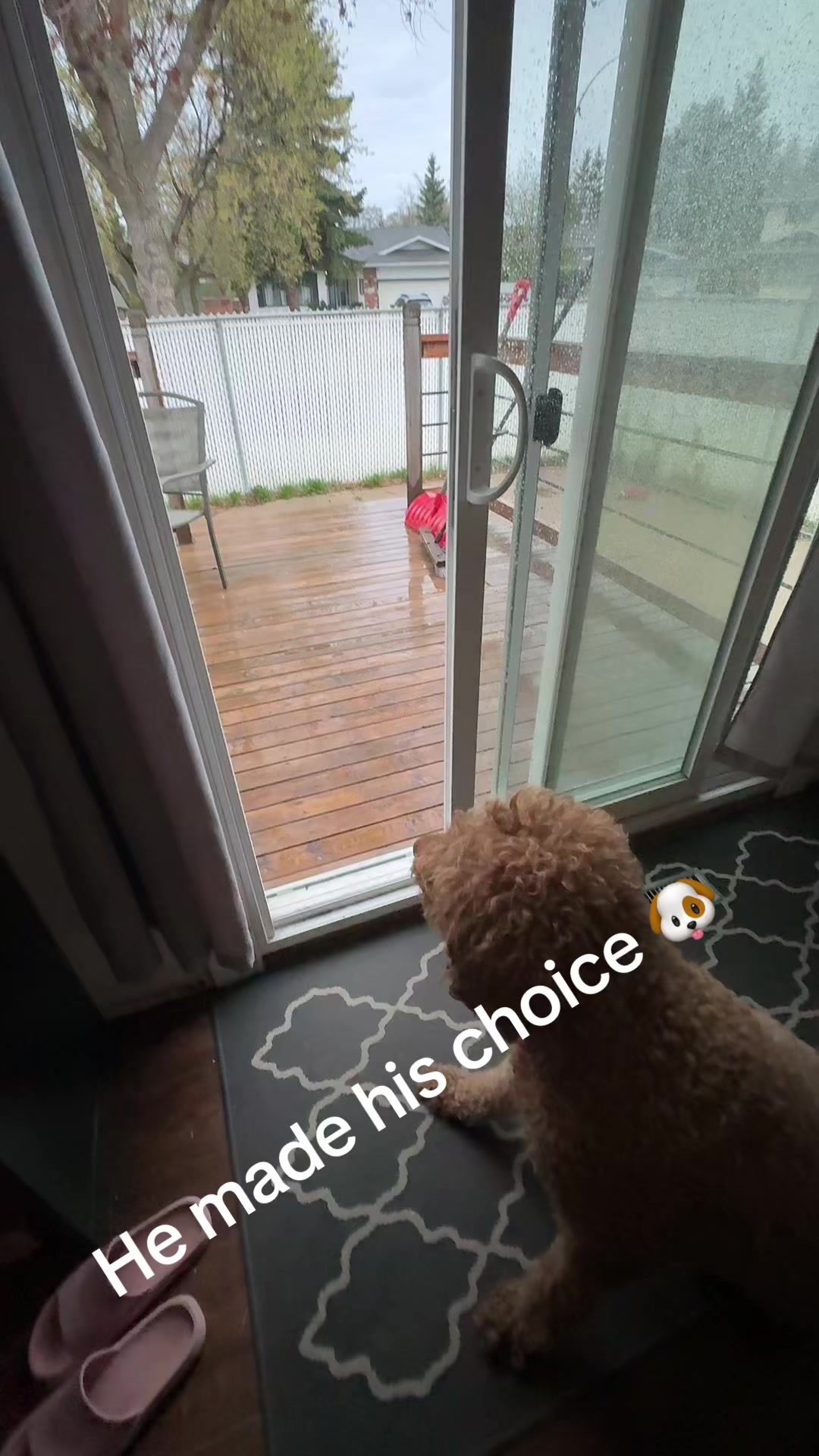 @Shaggieanddoobie 🇨🇦