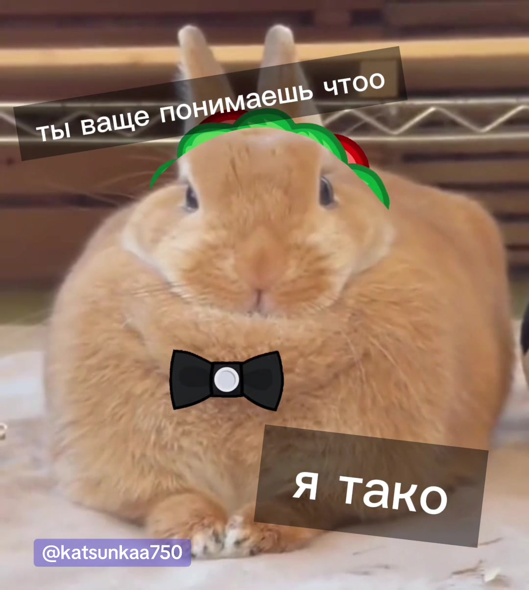 @кацунка 🏝️💭//📱🍪