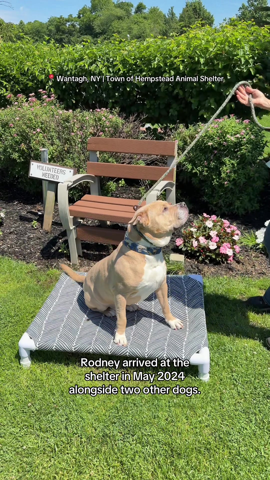 @Adopt a Pet