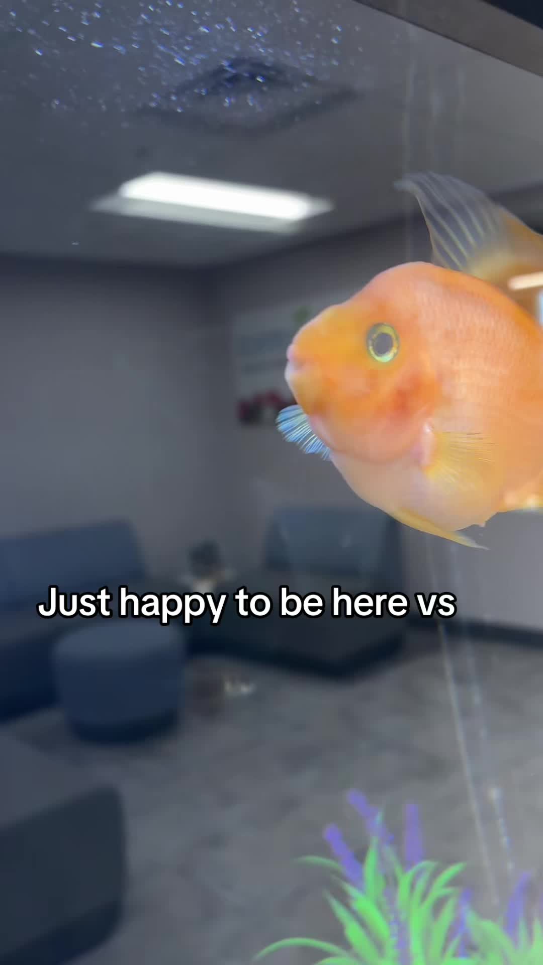 @Chaos