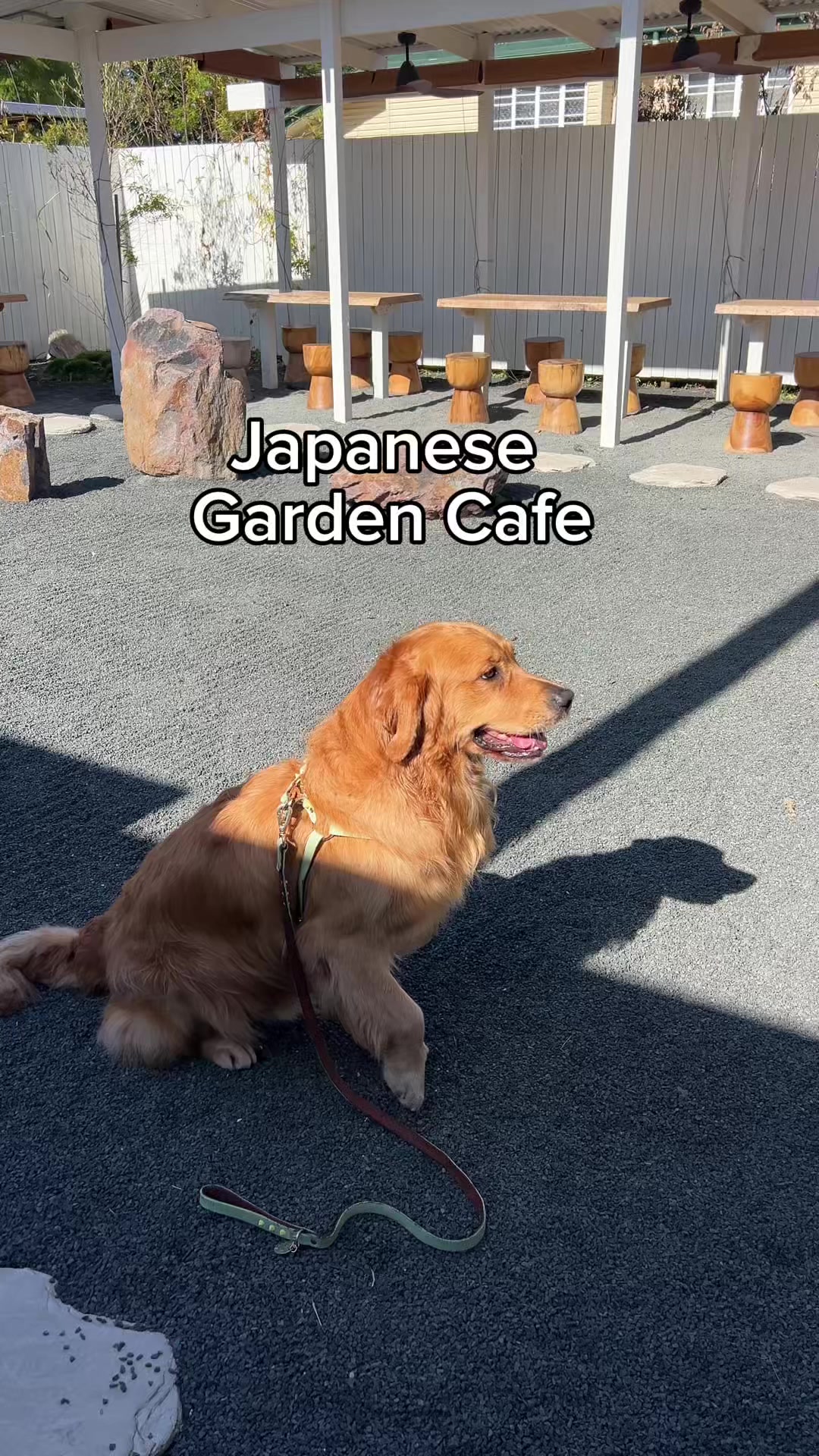 @Brisbane Dog Friendly