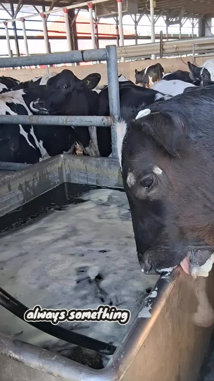 @Taylor | Sah{farm}m