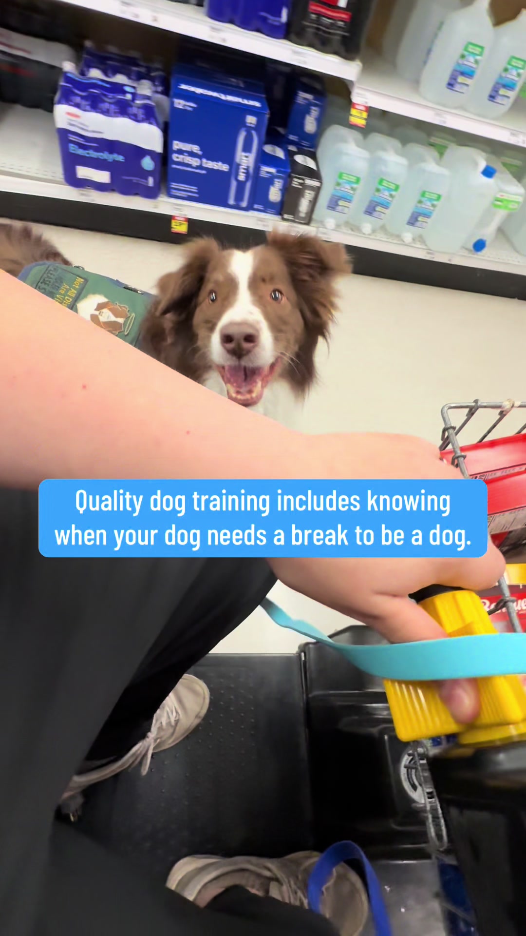 @Exploring K9 Training