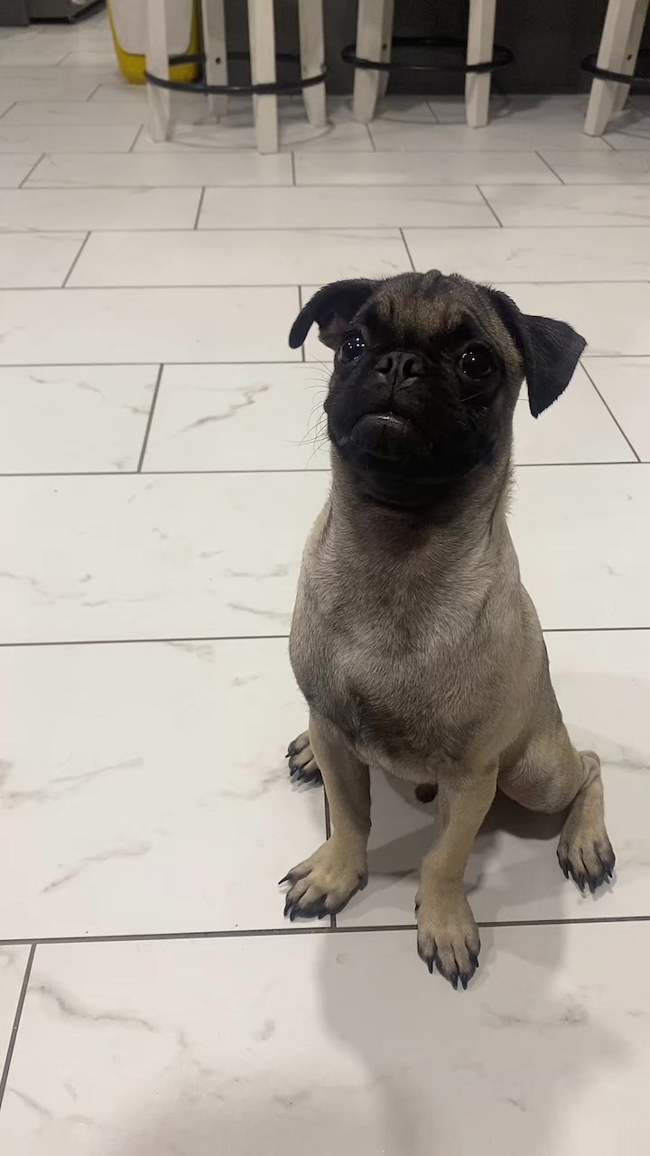 @Puggo ❤️