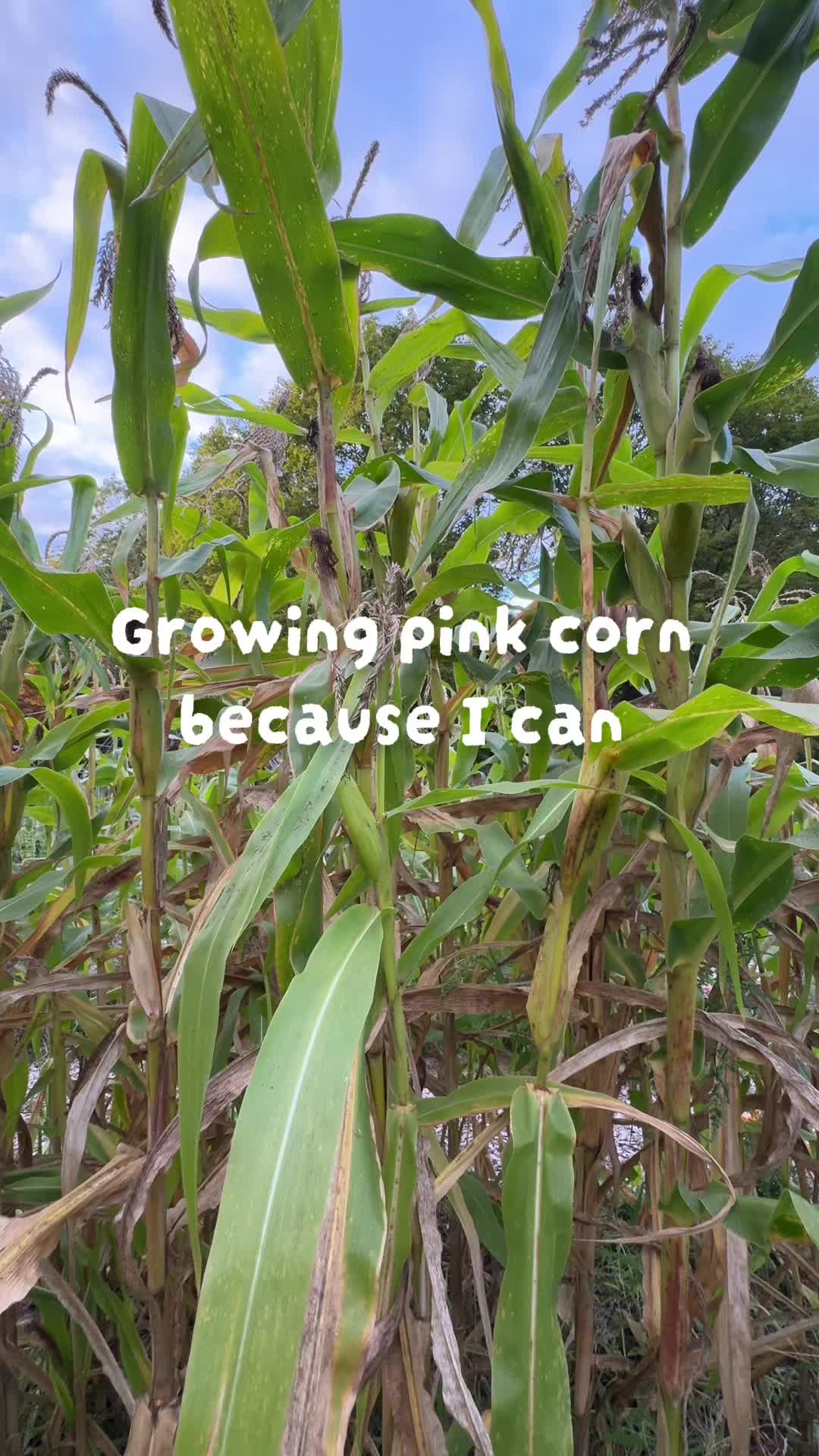 @Manica | zone 6a gardener