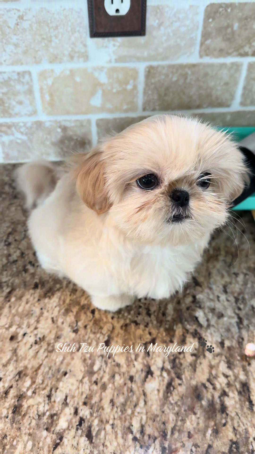 @Shih Tzu Puppies in Maryland
