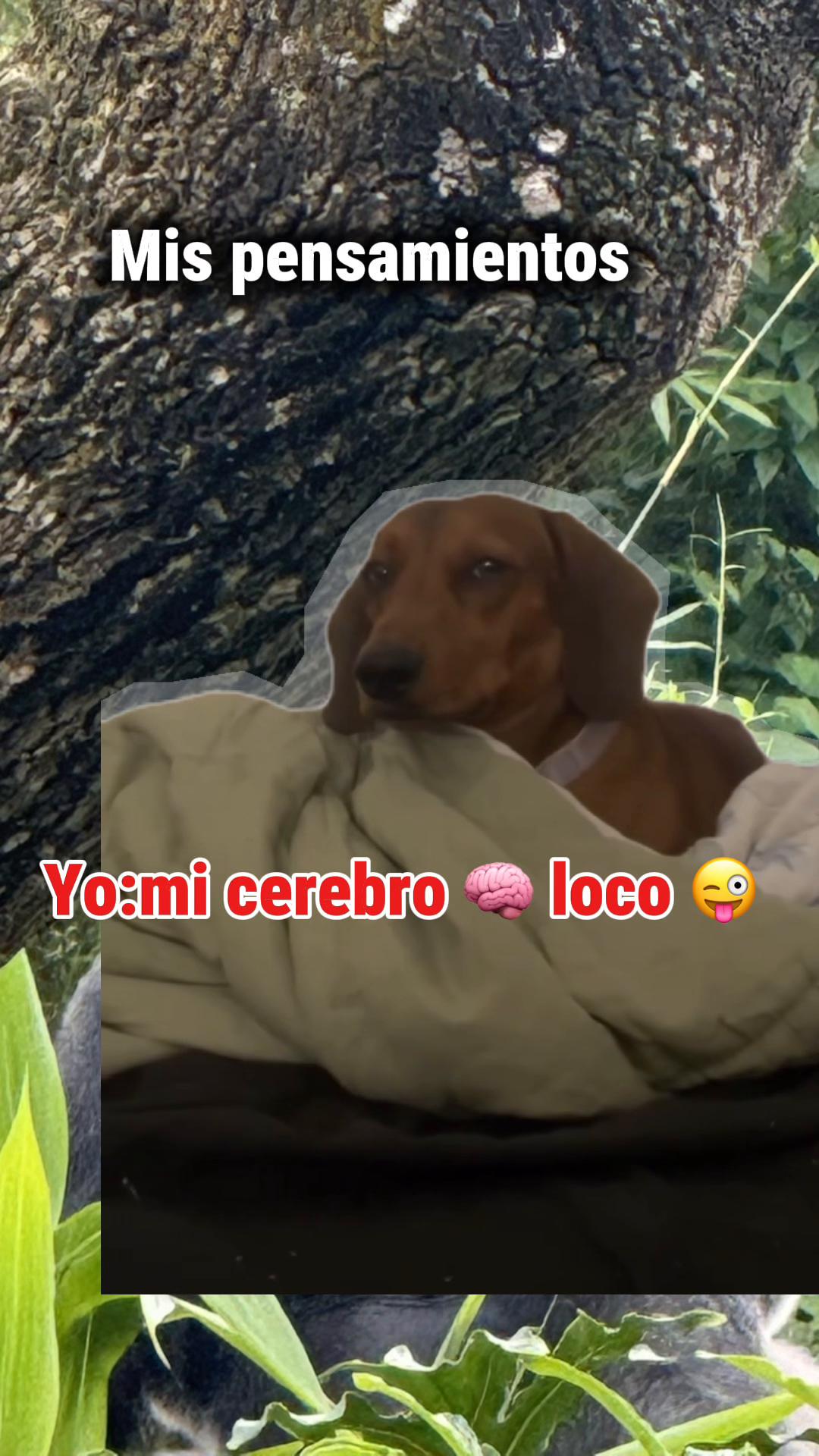 @karolmarco