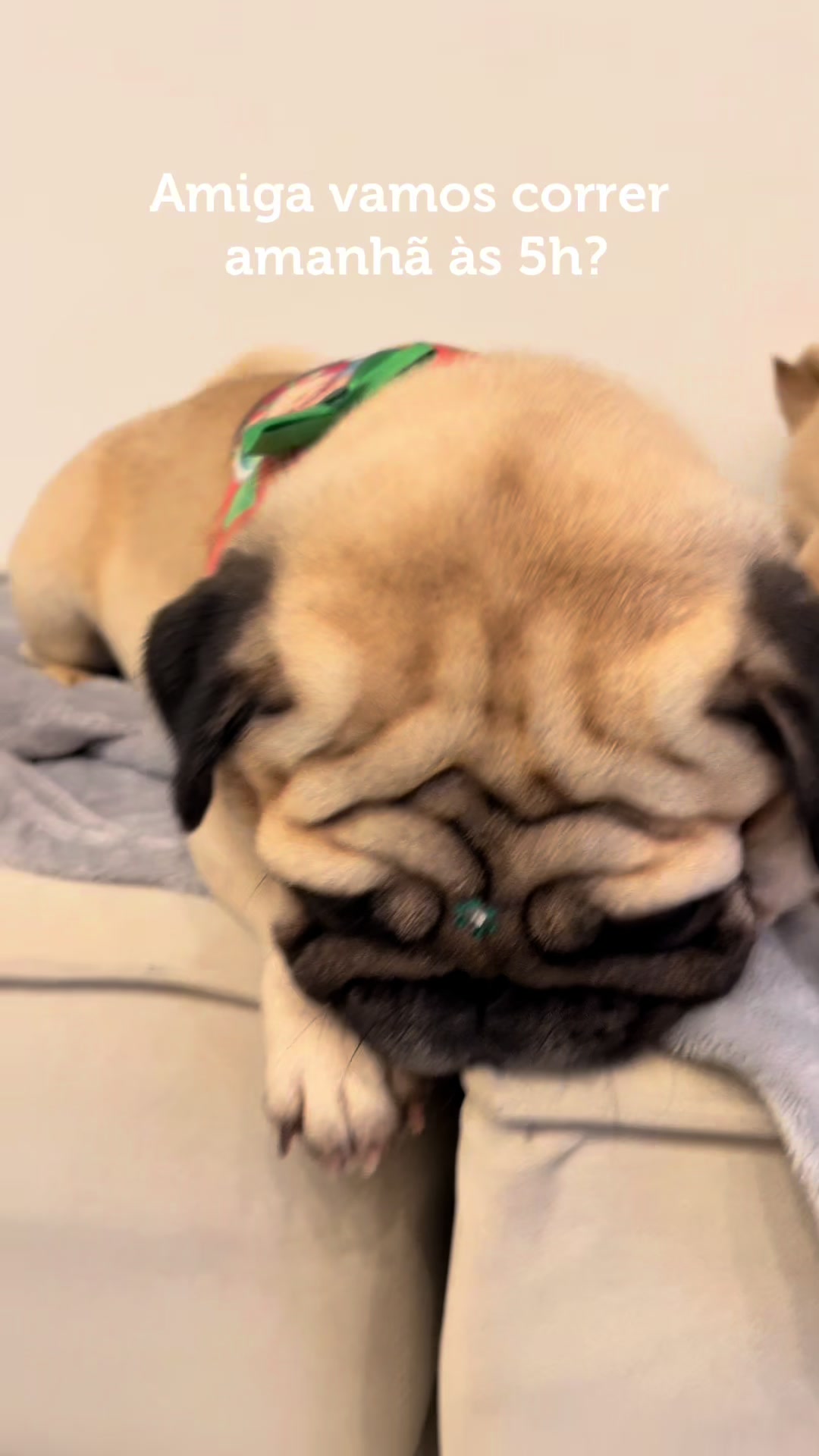 @pugSofyHarry