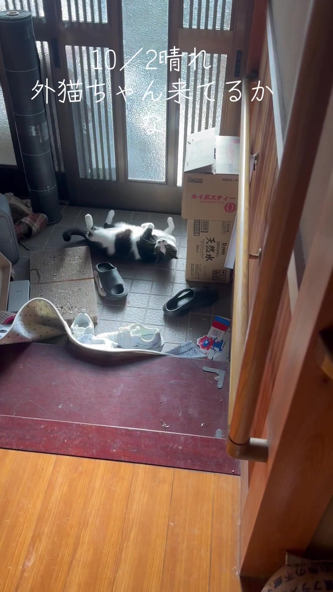 @とのひかる🐾🐈🐈⬛🐾