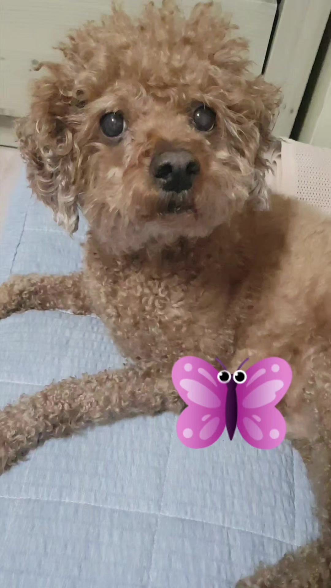 @고디 에미 요요♡
