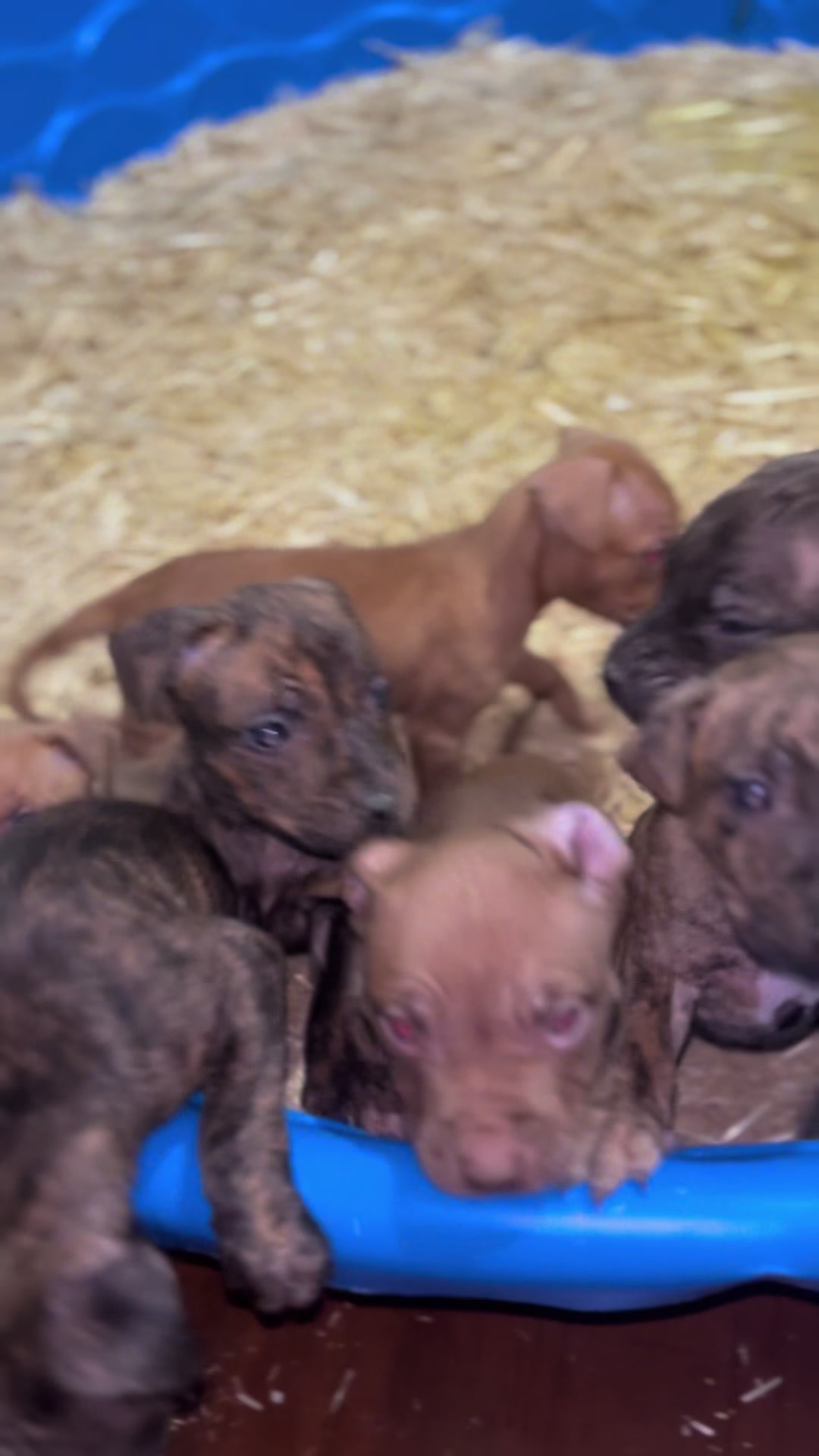 @Big Bookie Kennels