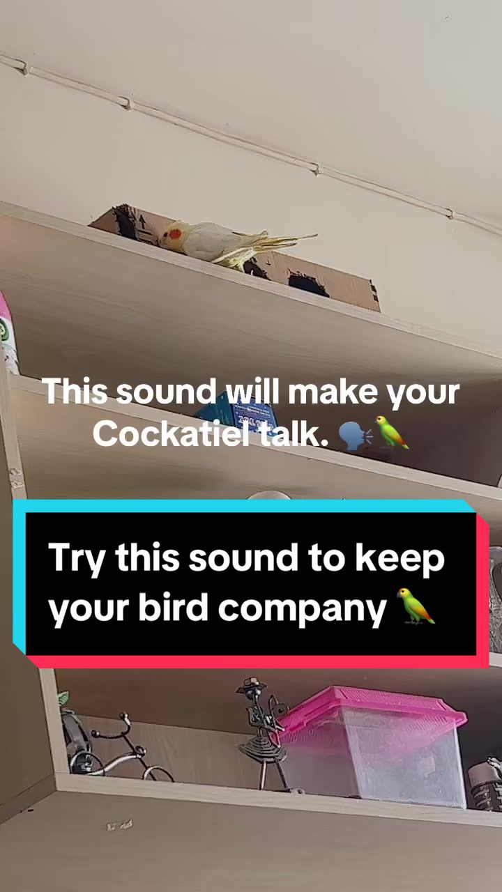 @Bixby the Budgie