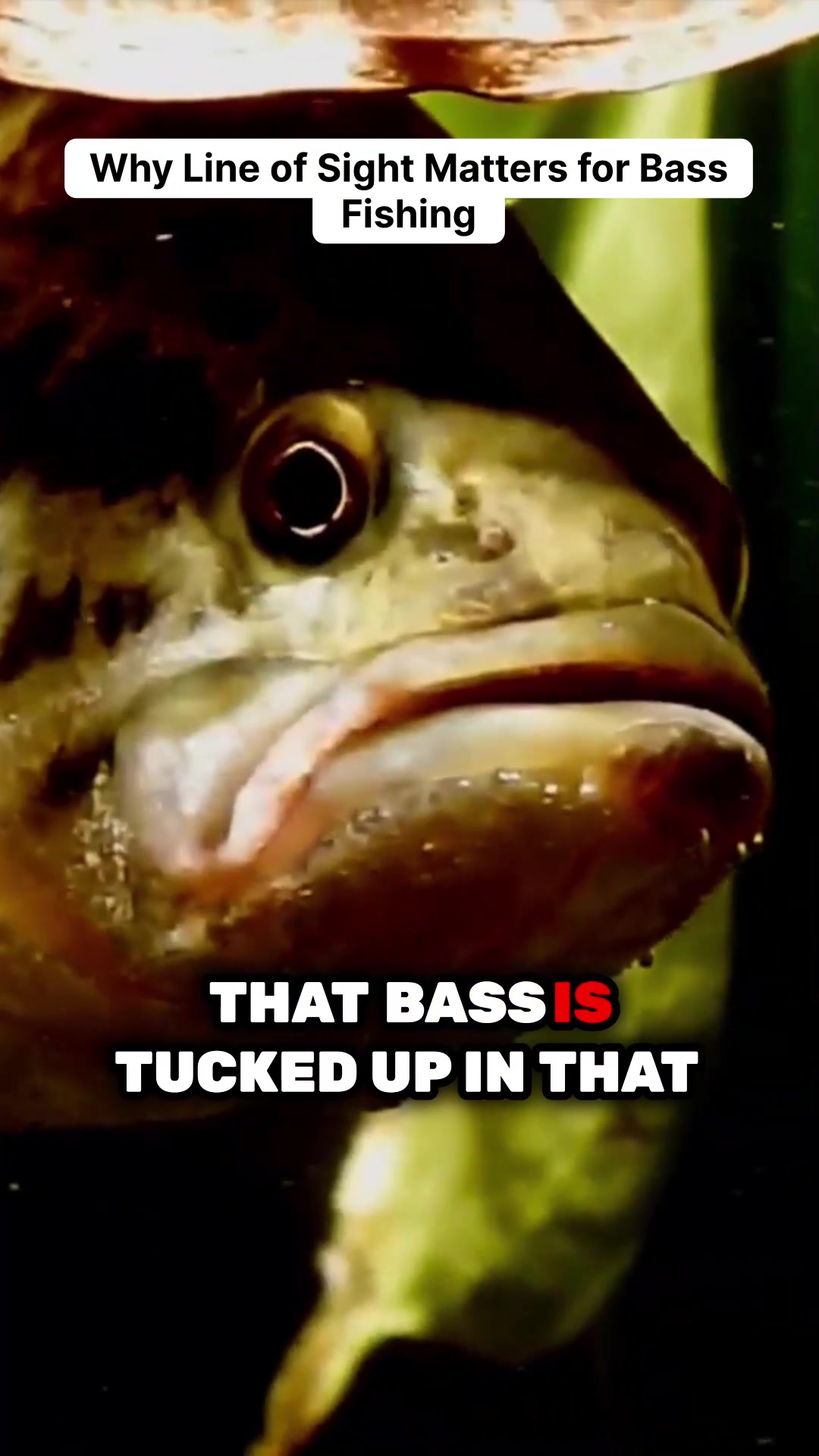 @bassgeek