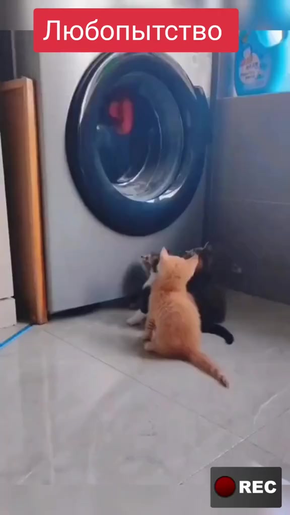 @Лариса