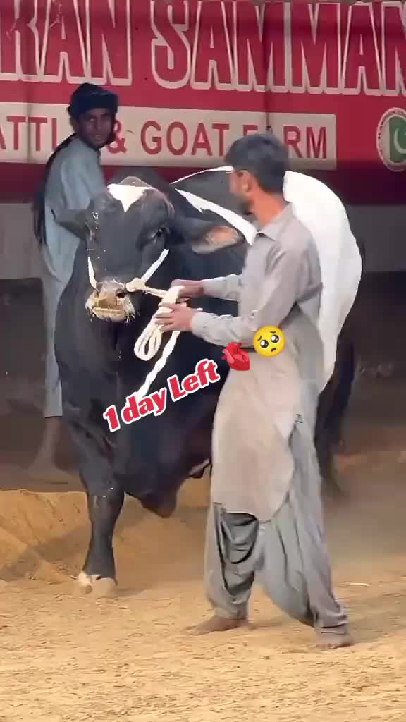 @Cow lovers ❤️
