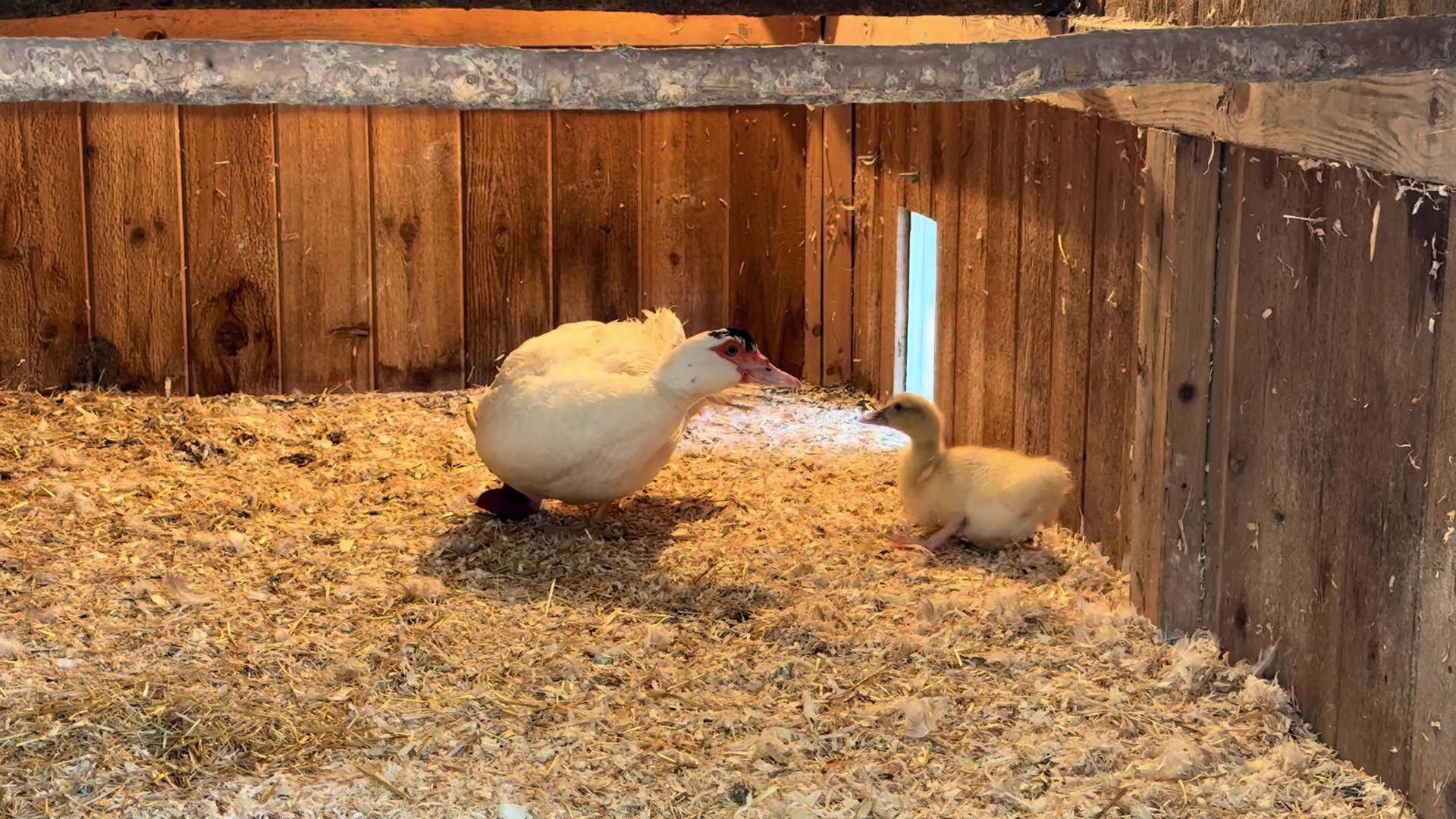 @denisedowns