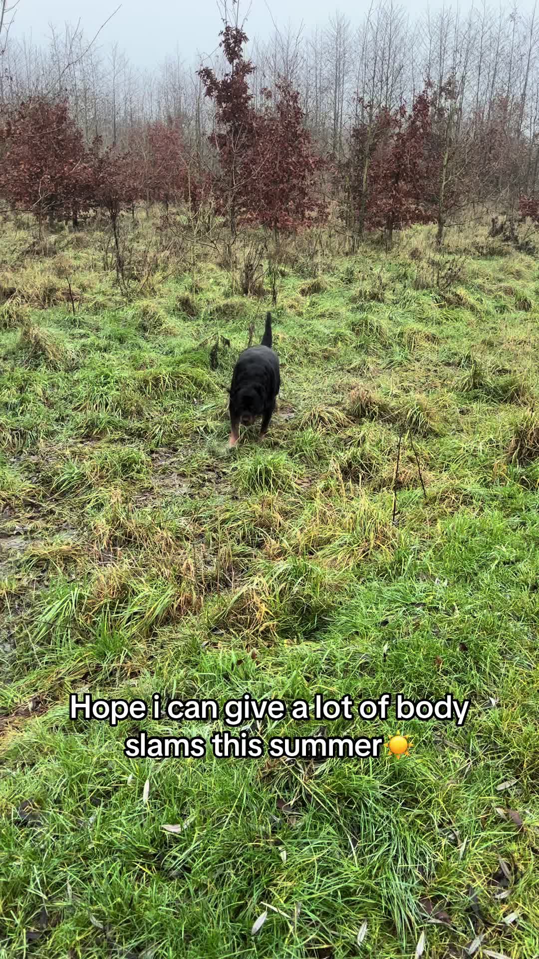 @Dyce de rottweiler