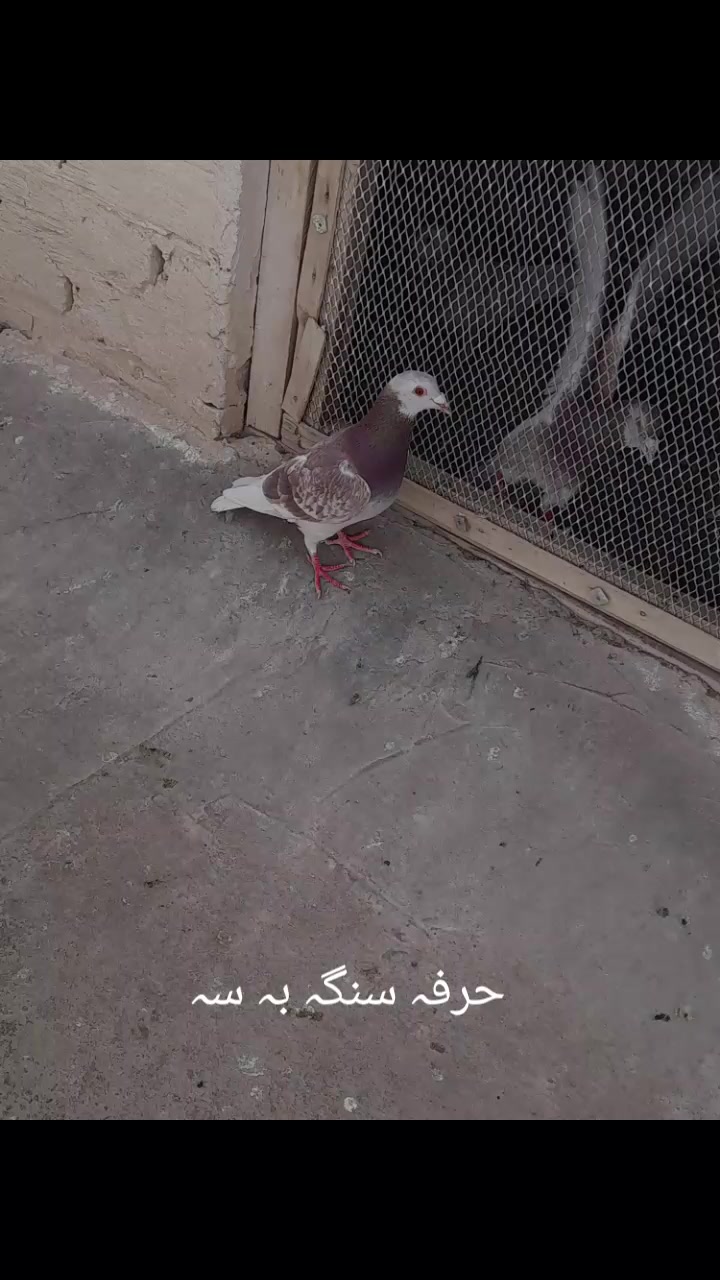 @chamanjanshoukmallroade