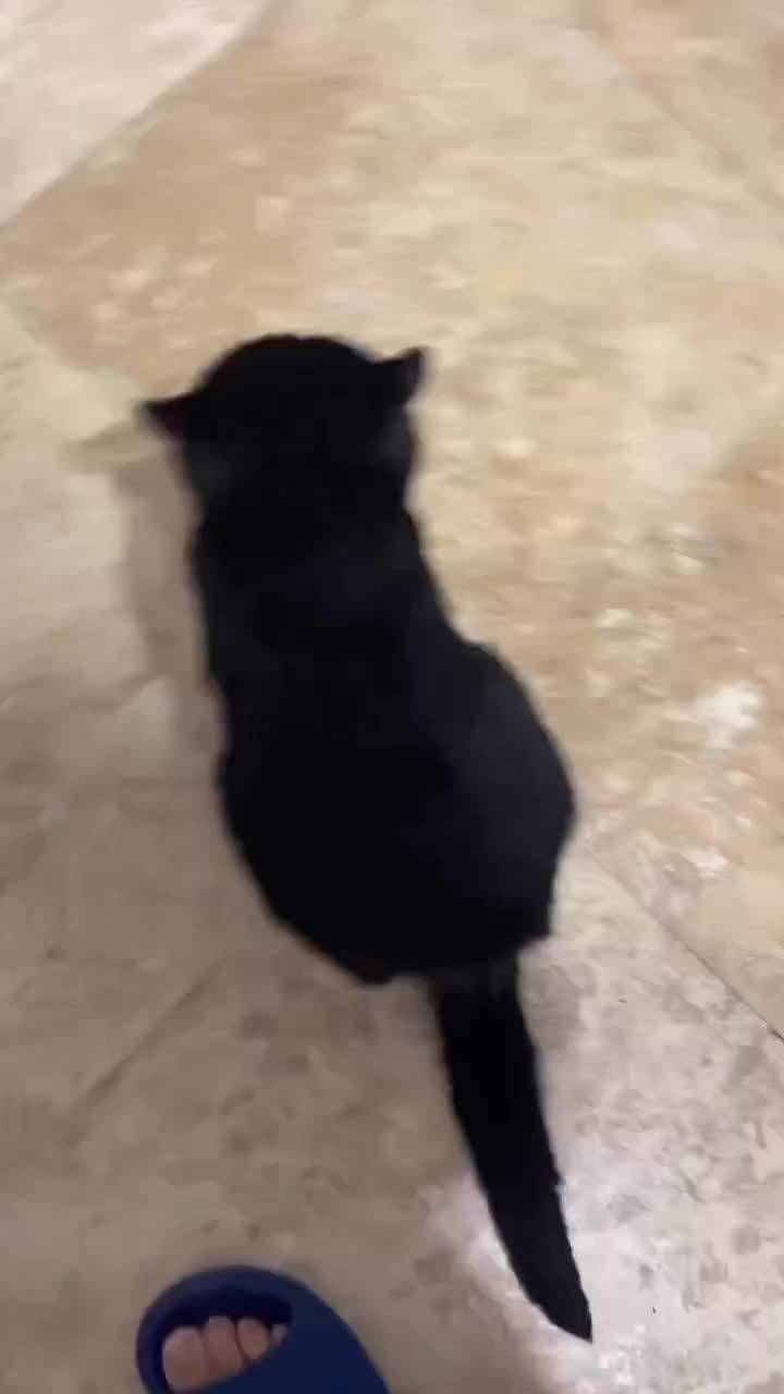 @Meow Meow