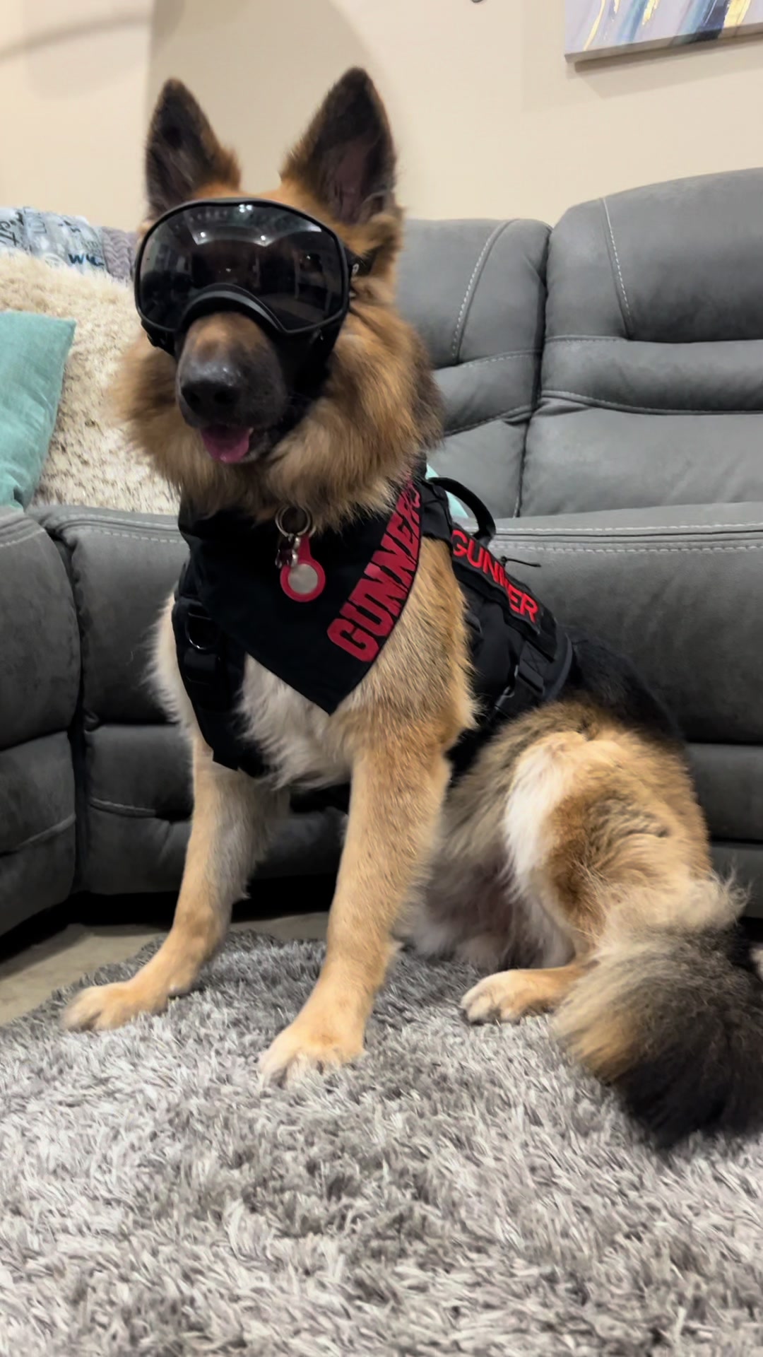 @Gunner GSD🐶