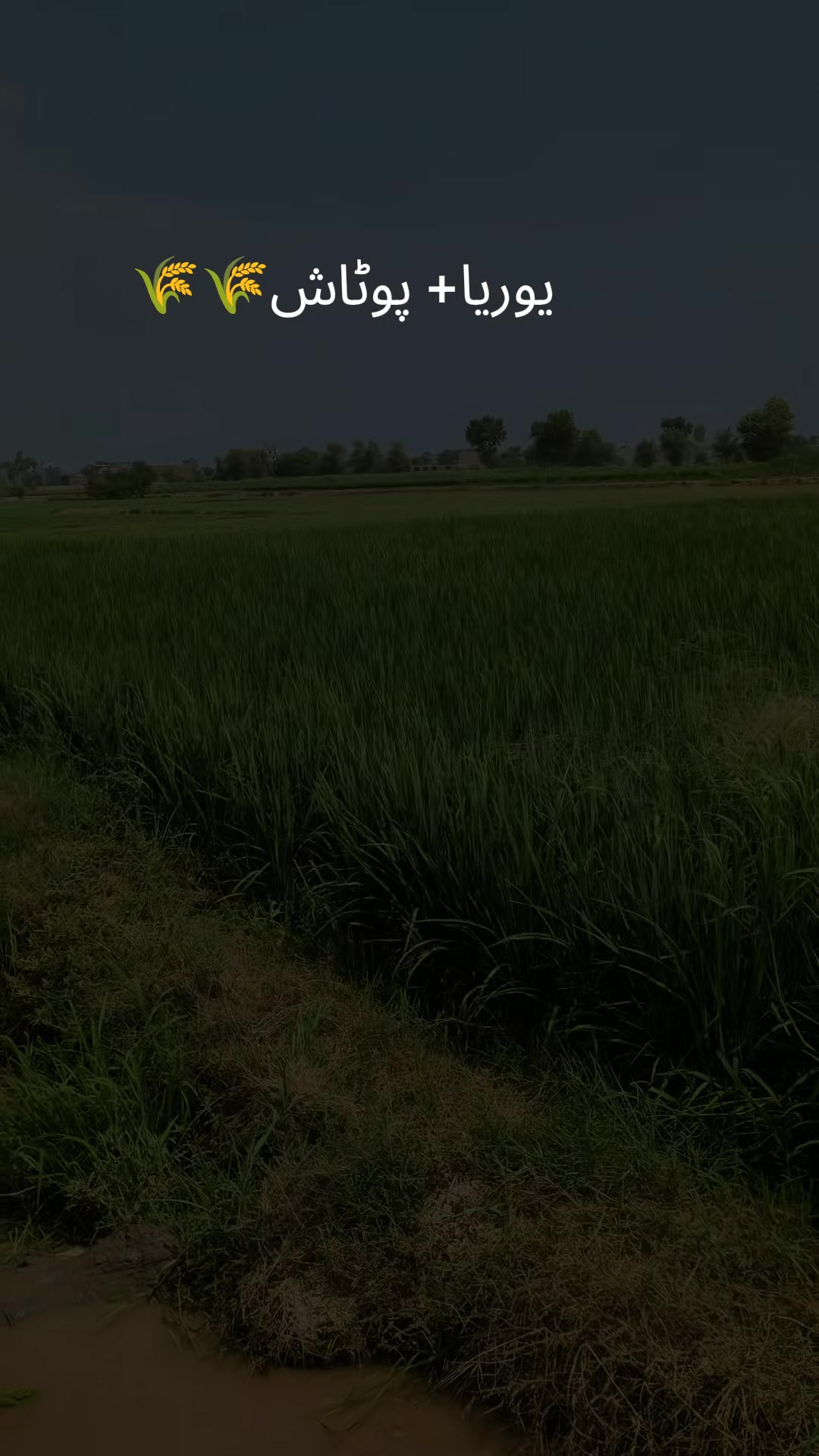 @CH ABDUL BASIT
