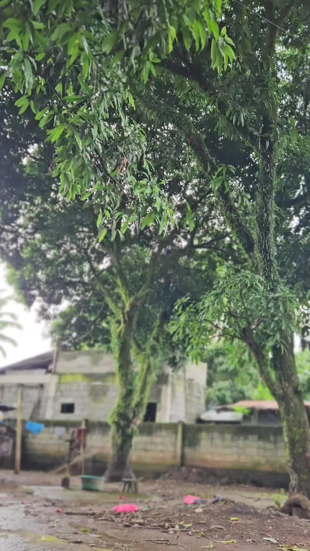 @Neric Jhon Nieva