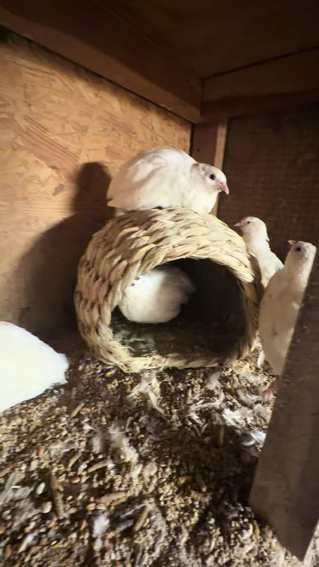 @NonniesFunnyFarm