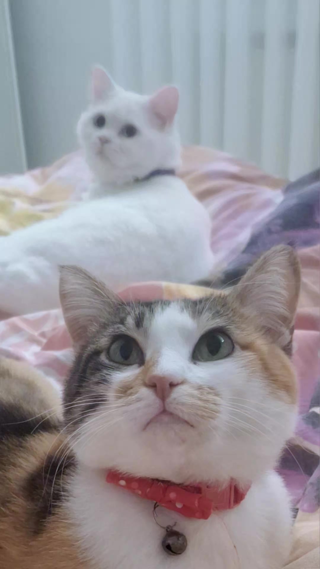 @😺Şila😻Şima😺