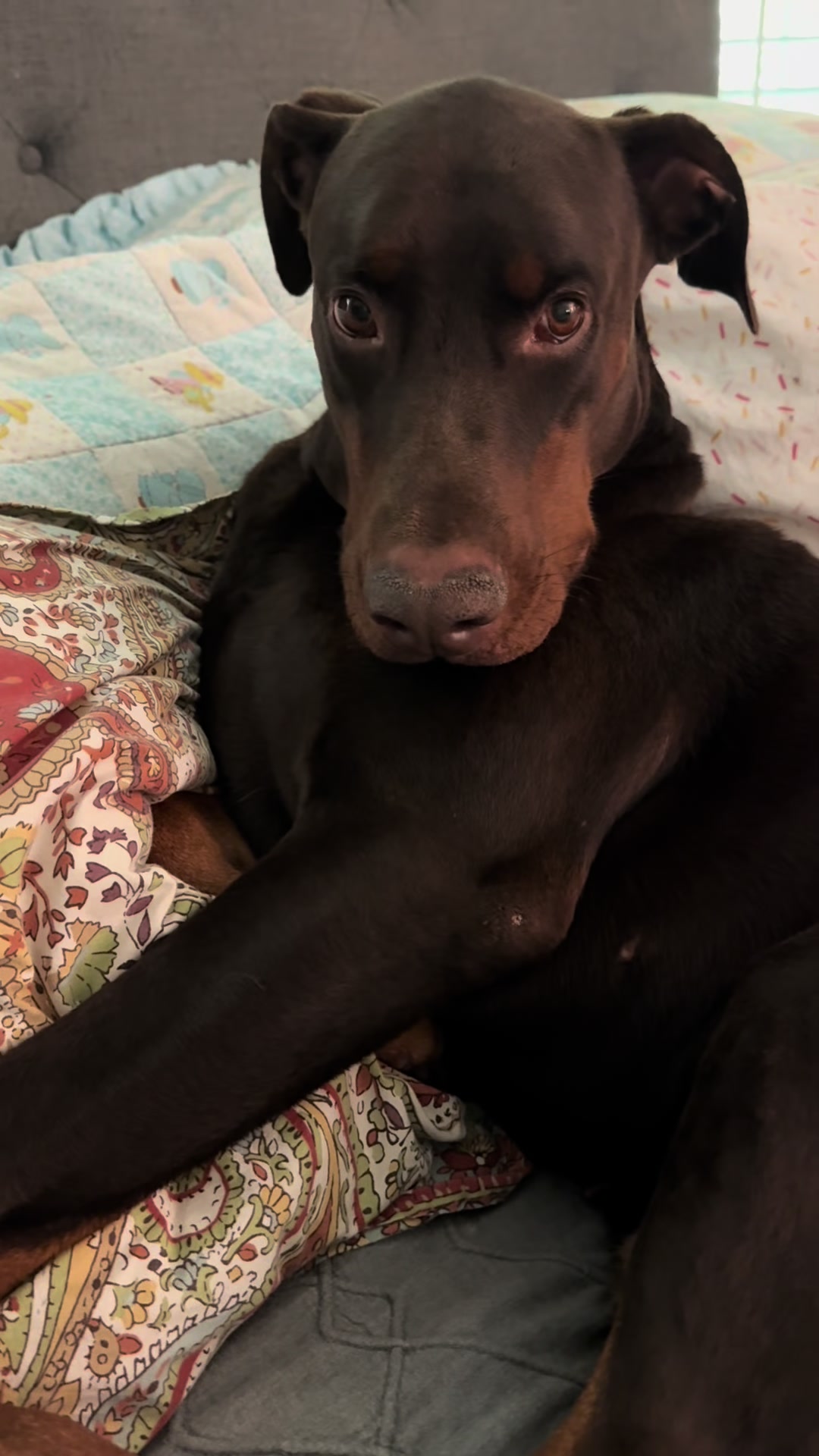 @Bosch the Dobie
