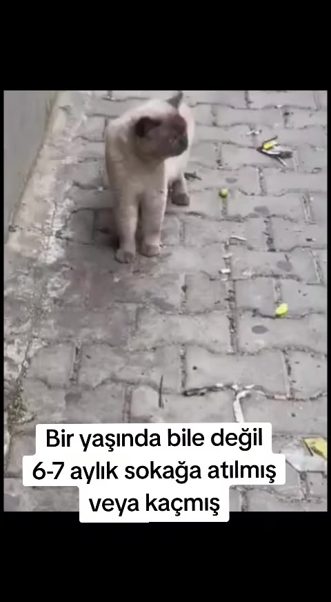 @MUSTAFA38
