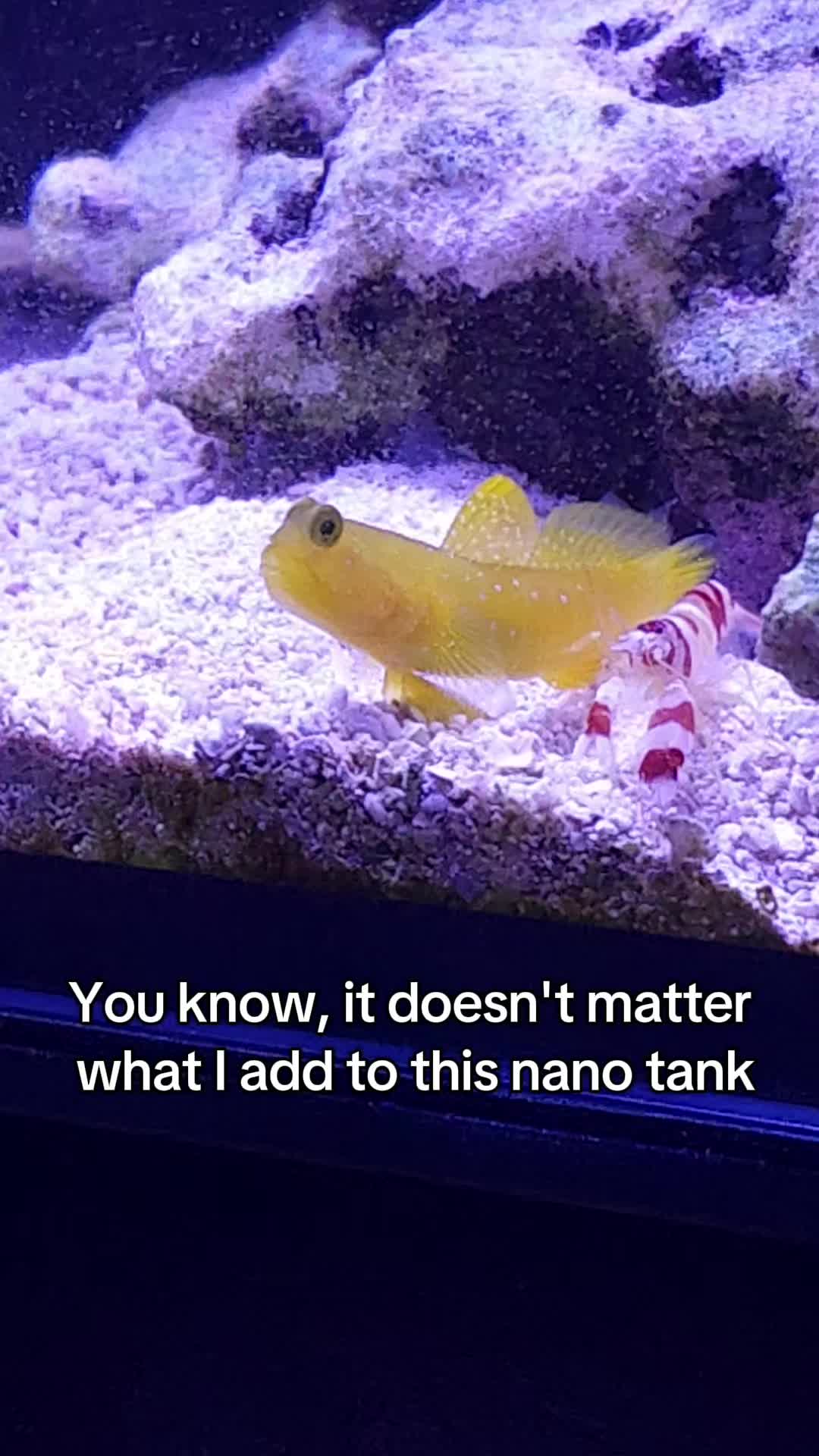 @Mike's Reef Tank