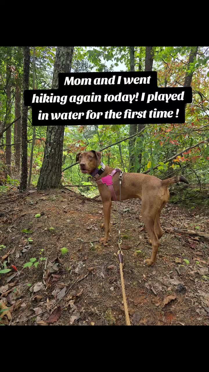 @Jasper_The_Dobiehoula