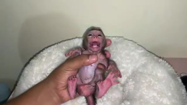 @Asian Macaques