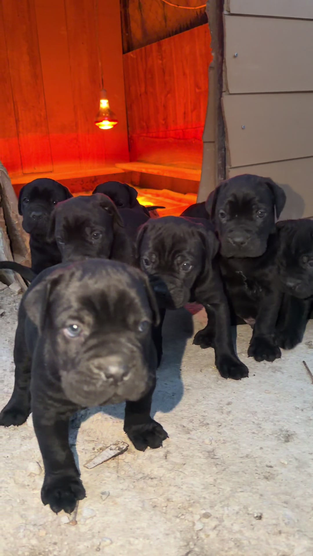 @AlbaniaCaneCorso Kennel