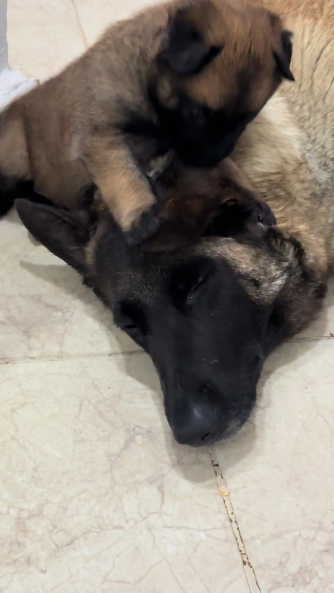 @Aldo🦍&pawla🦮
