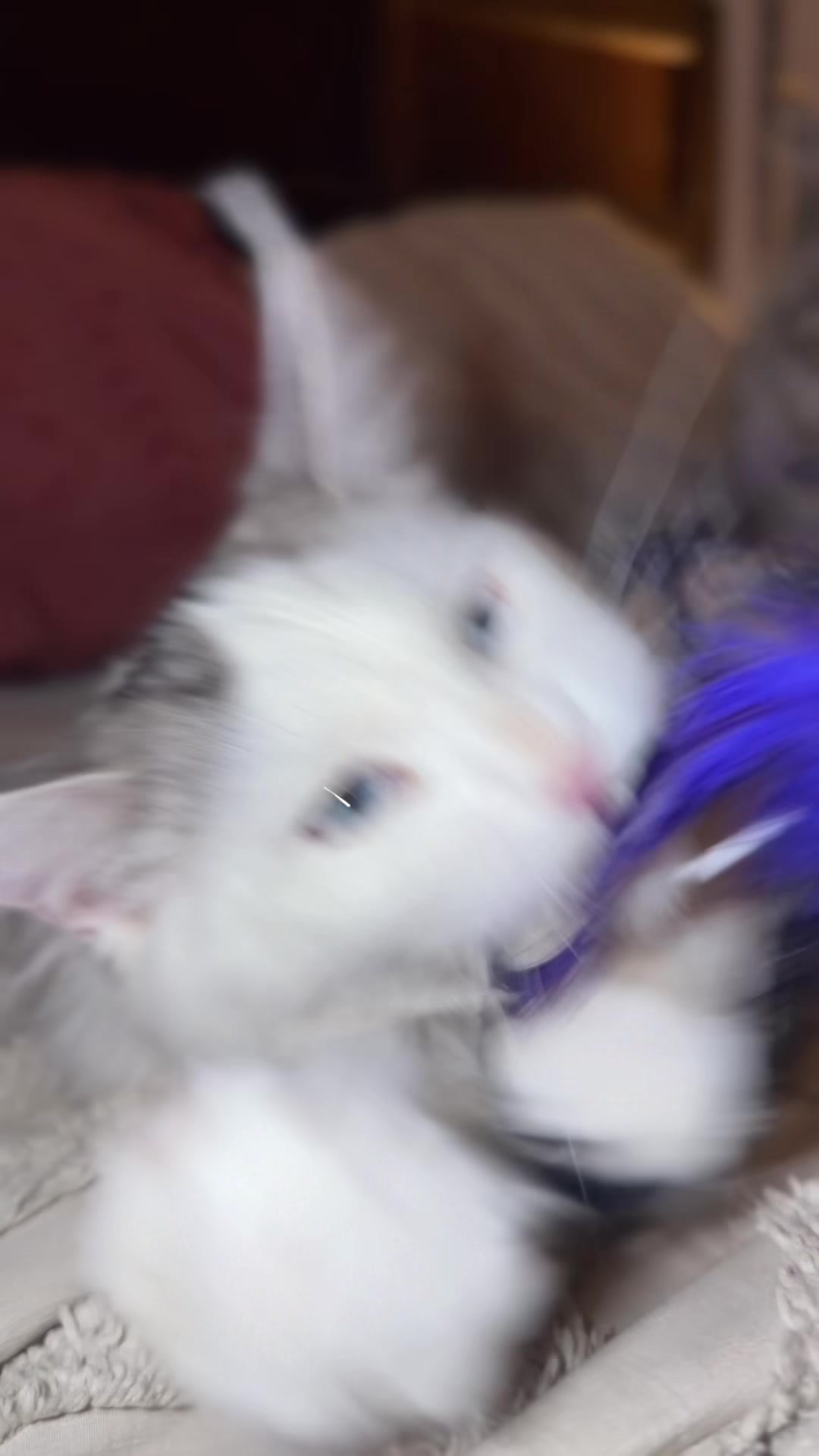 @Rosa’s maine coon in Texas🧛