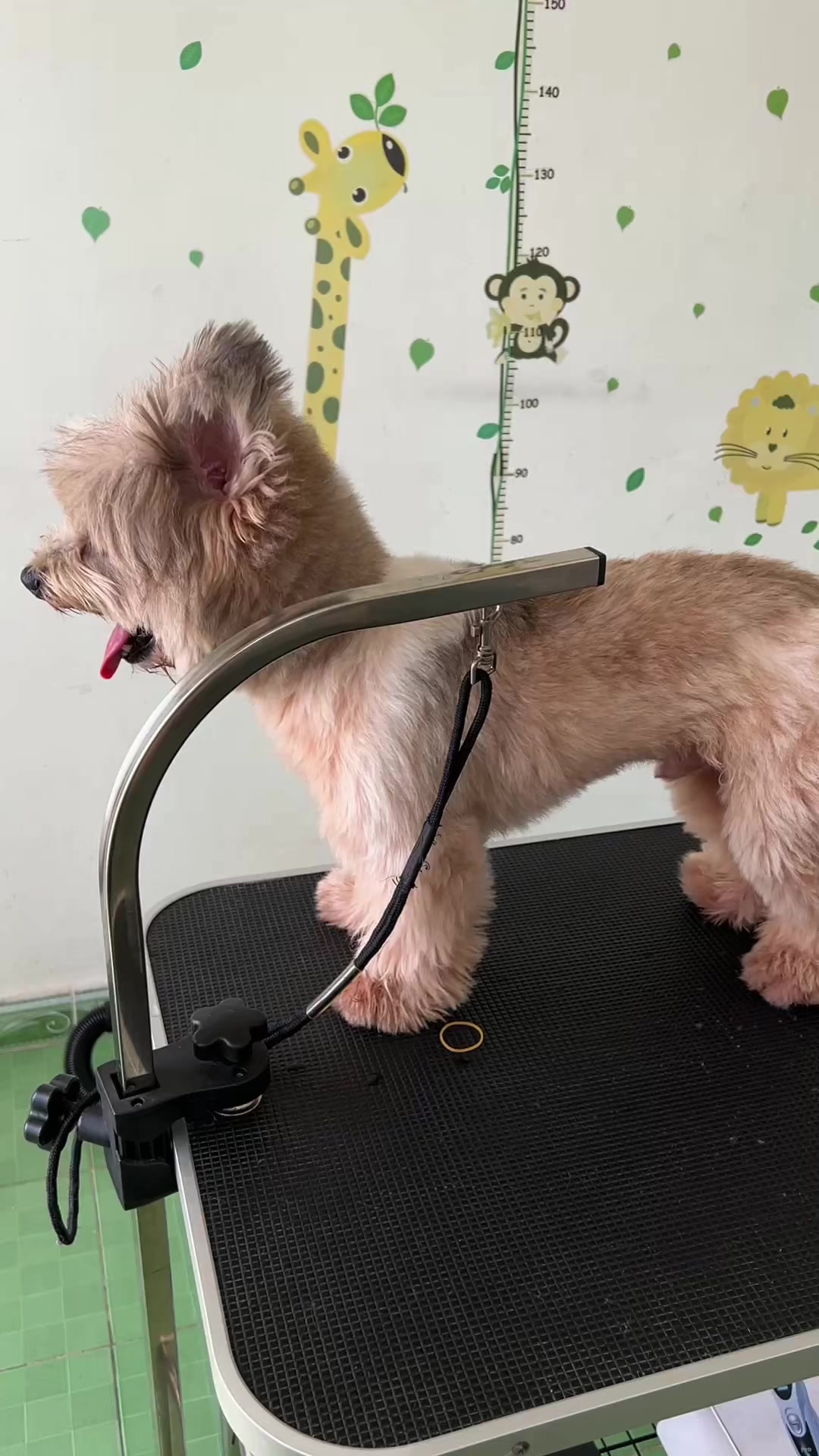 @TiTi Pet