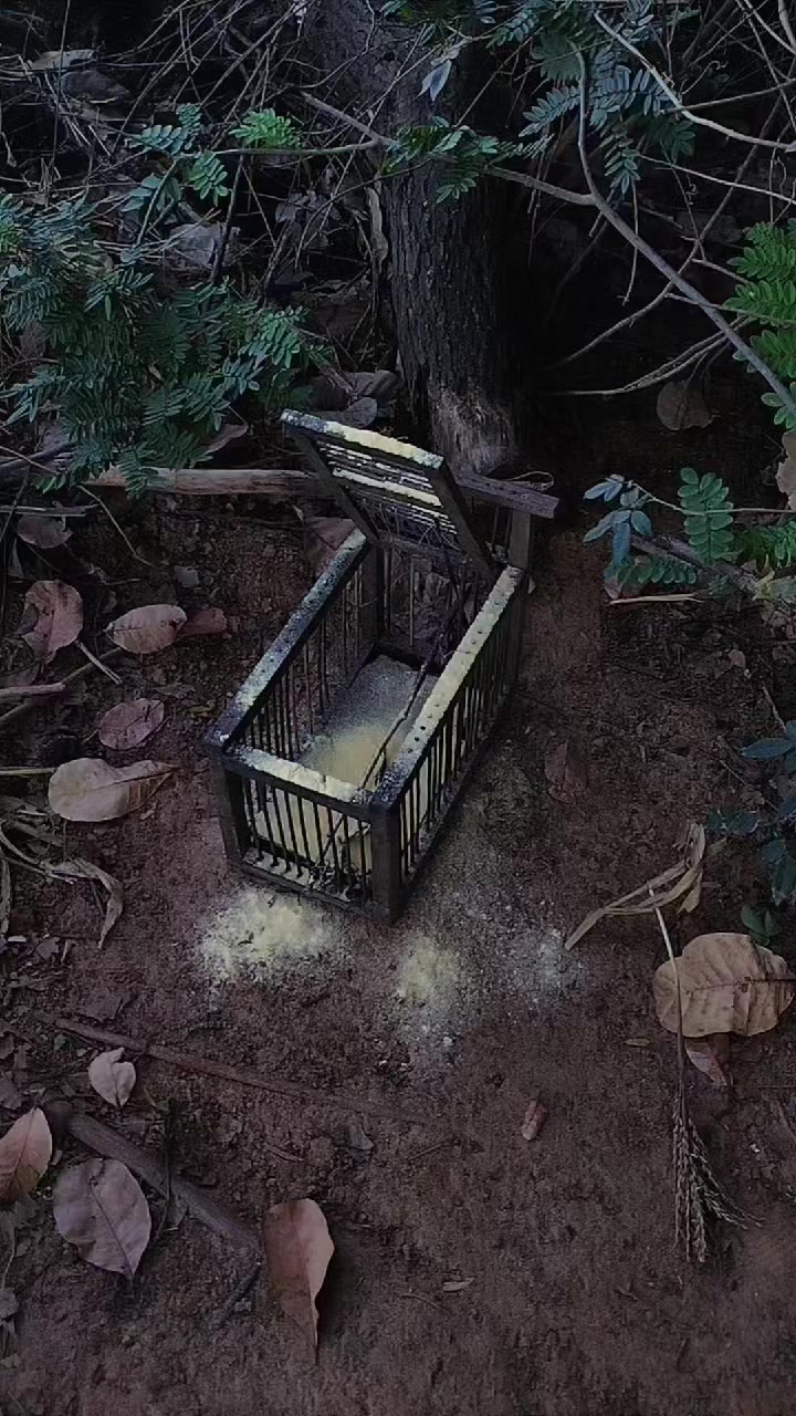 @dudu e a mata 🐆
