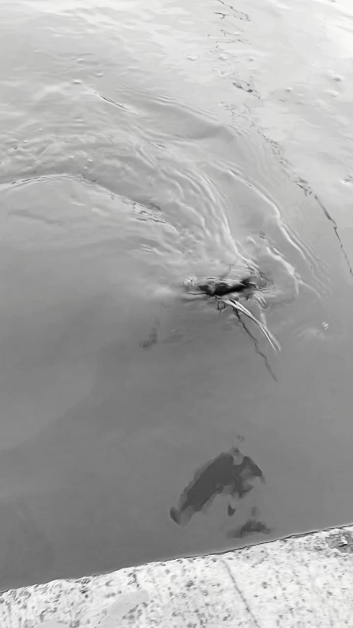 @gimanfishing