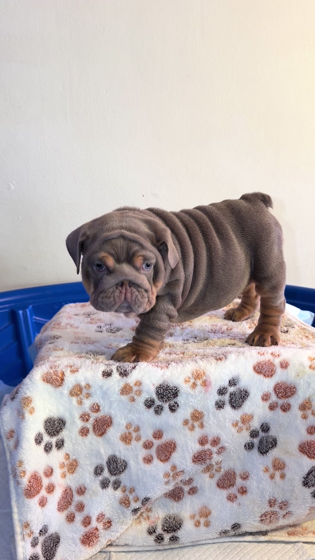@Sanchezbulldogs_