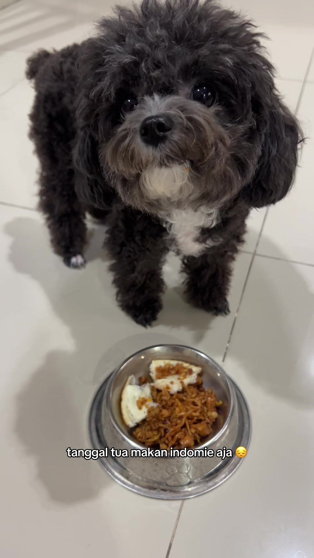 @chippi the poochon