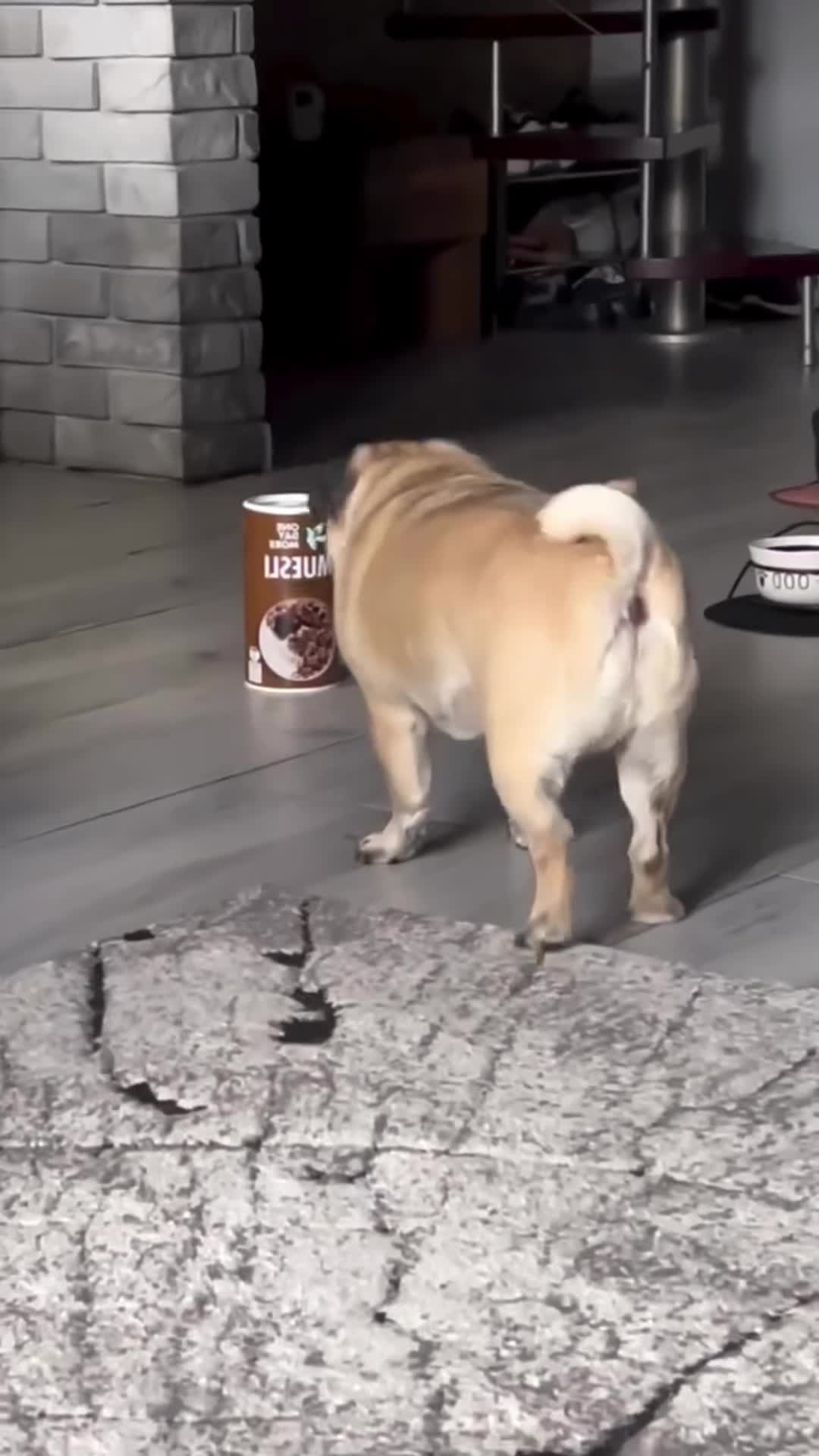 @PawblemsDaily