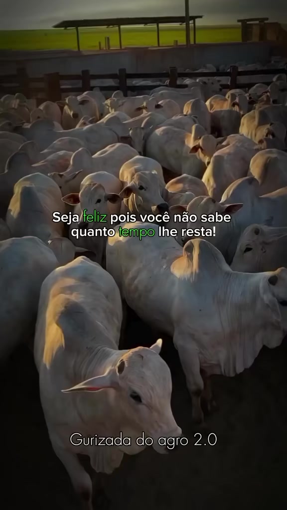 @gurizadadoagro2.0