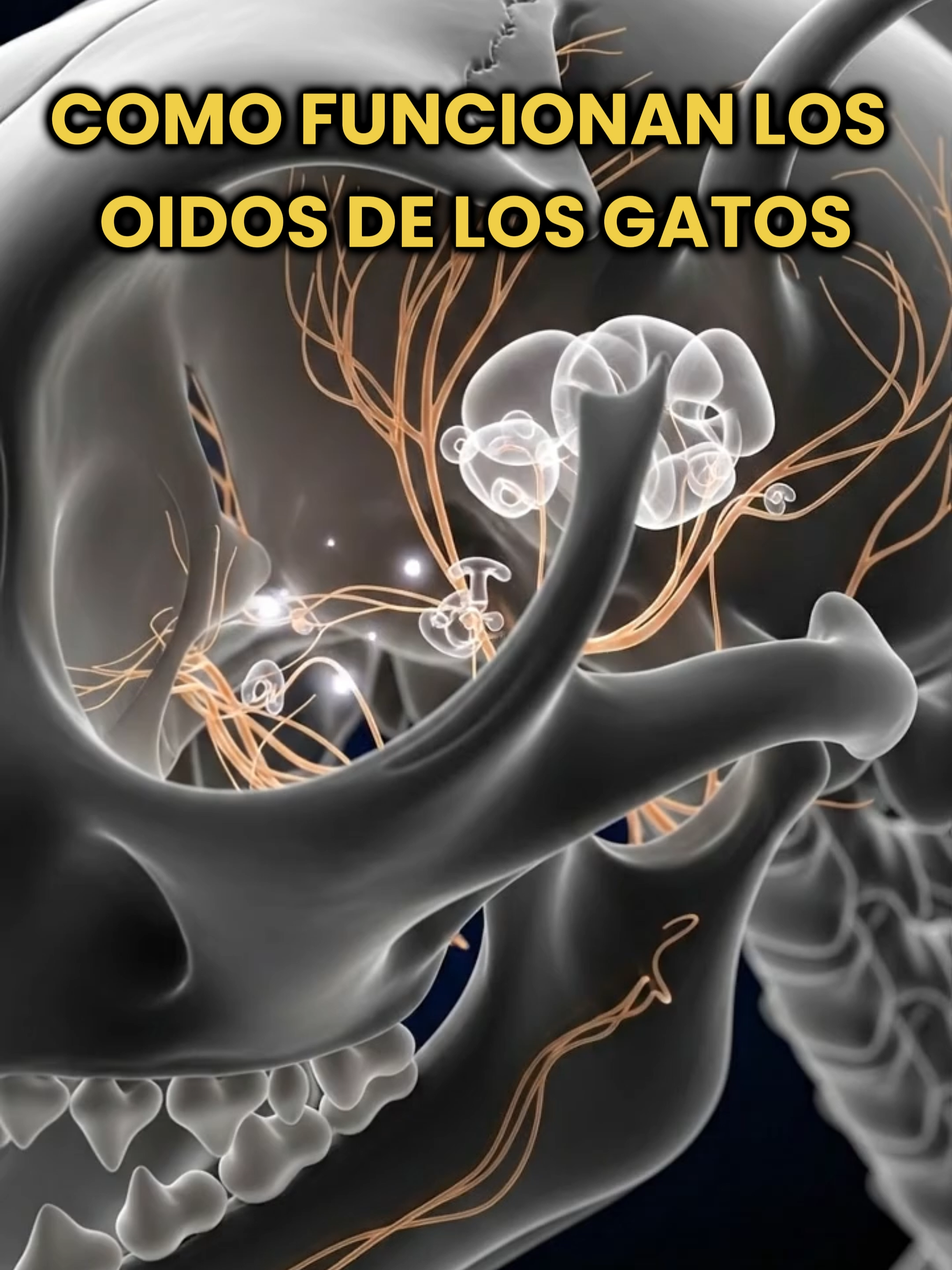 @Datos Curitas