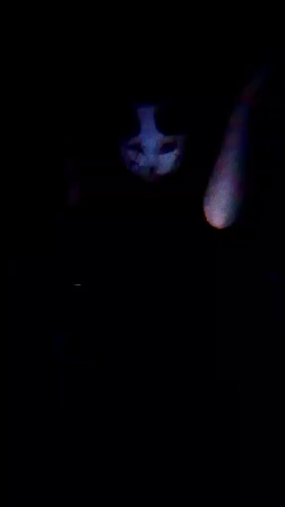 @📼╶⃝⃤luna.wolf╶⃝⃤📼